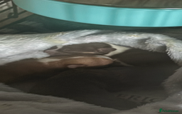 Chihuahua dogs for sale: Chihuahuas puppies  - Image 9