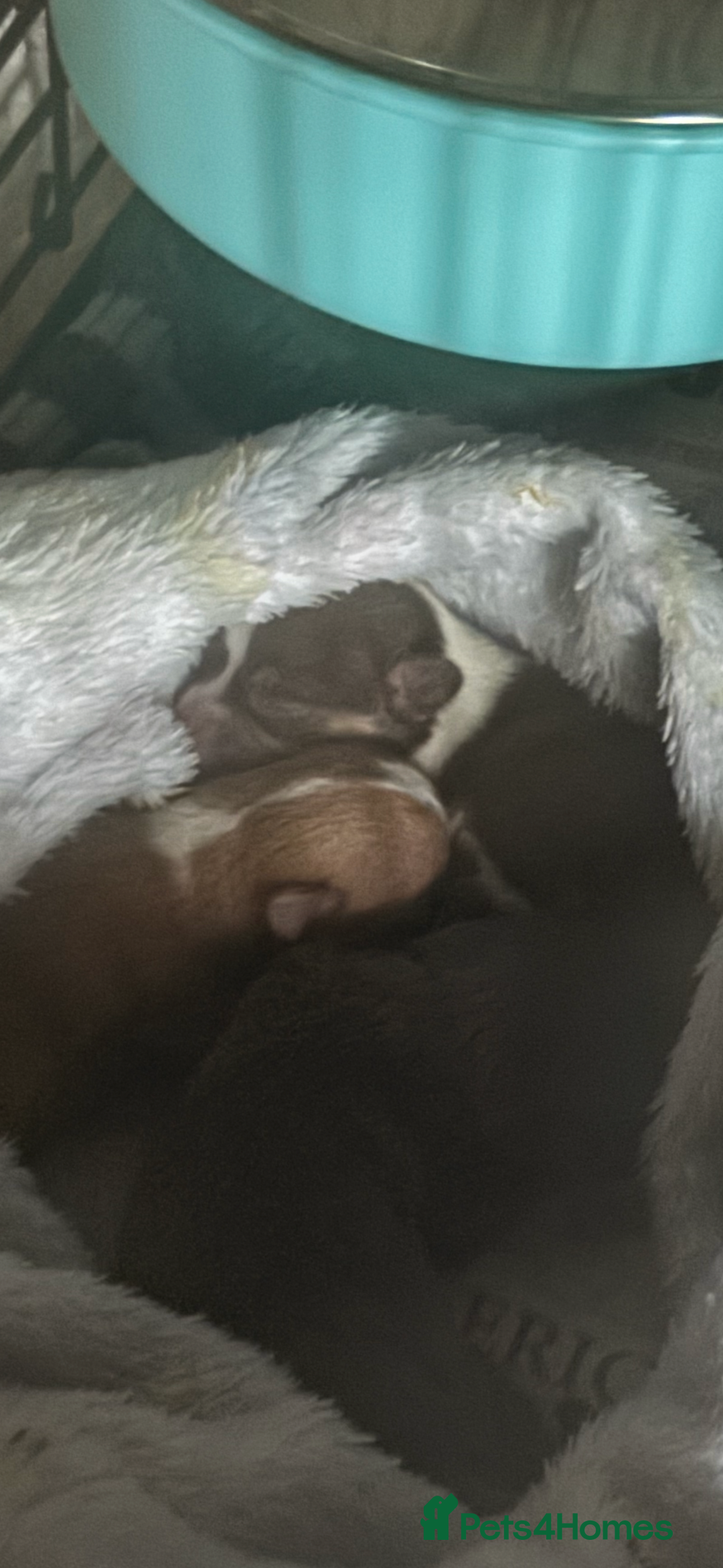 Chihuahua dogs for sale: Chihuahuas puppies  - Image 9