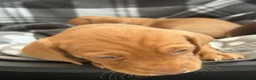 Miniature Dachshund dogs for sale:  * Rare * Stunning chunky Dachshund Fawn Boy -  - Advert 4