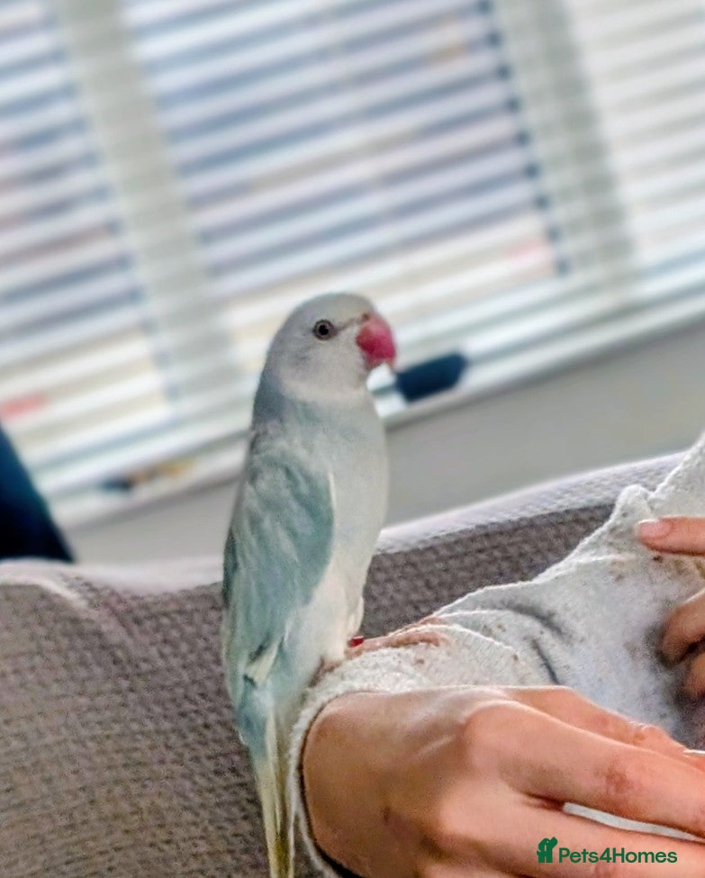 Ringnecks birds Ringneck Parrot - Lincoln LN6 - Advert 2