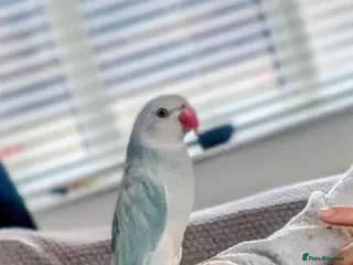 Ringnecks birds Ringneck Parrot - Lincoln LN6 - Advert 2