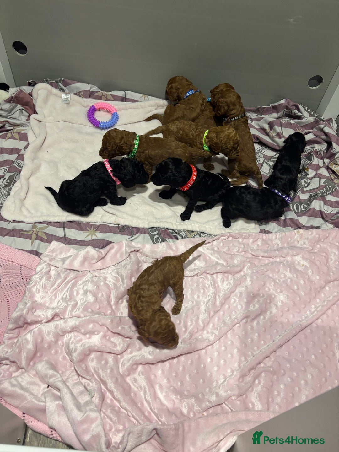 Cockapoo dogs for sale: Ready now! 2 females left!! F1b cockapoos!!! - Advert 20