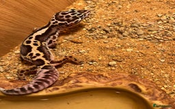 Leopard Gecko reptiles for sale: Baby Leopard Gecko Mack Snow Male - Image 2