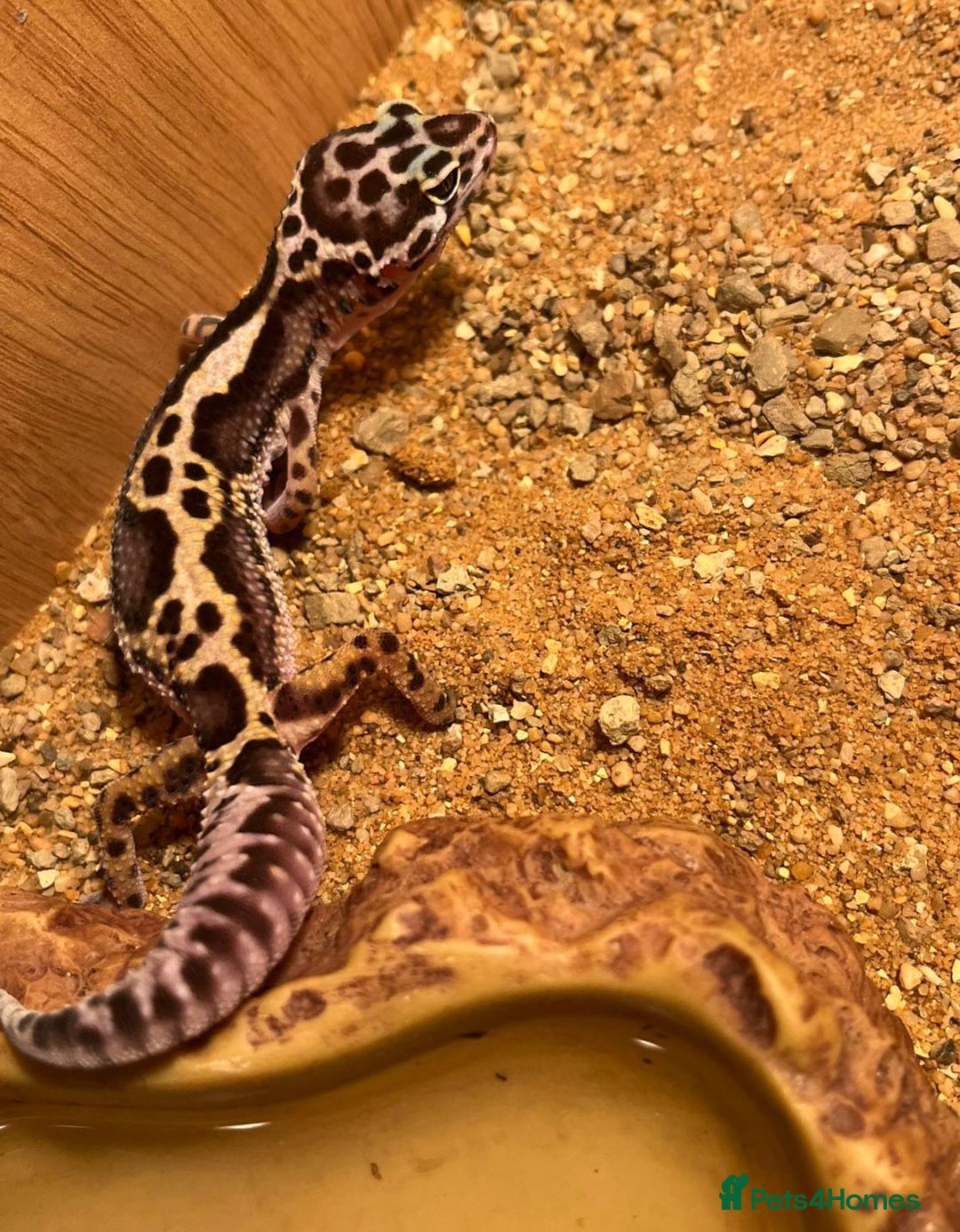 Leopard Gecko reptiles for sale: Baby Leopard Gecko Mack Snow Male - Image 2