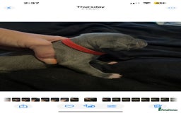 Staffordshire Bull Terrier dogs for sale: Staffordshire bull terrier puppies | blue staff - Image 18