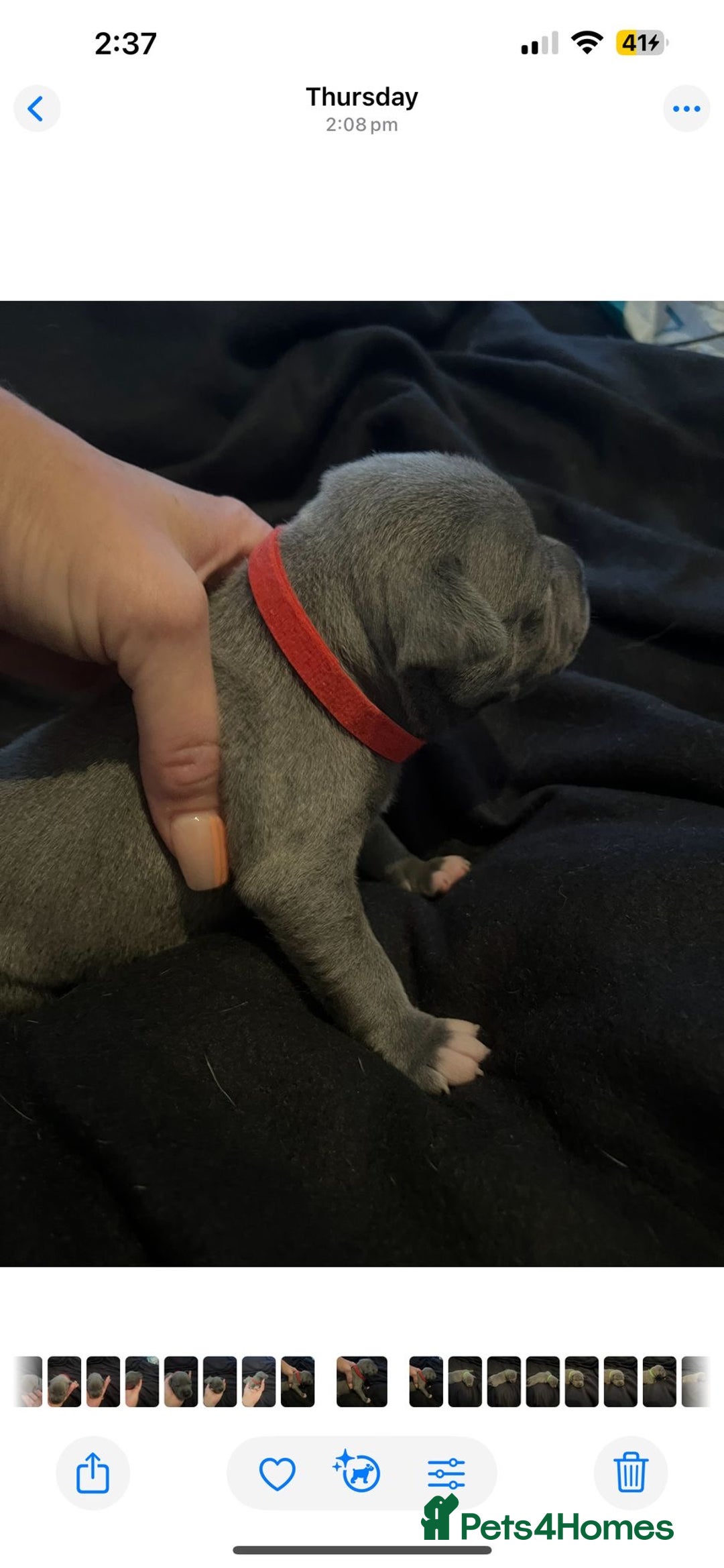 Staffordshire Bull Terrier dogs for sale: Staffordshire bull terrier puppies | blue staff - Image 18