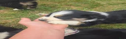 Border Collie dogs for sale: Two beautiful boys available boarder collie pups - Advert 3
