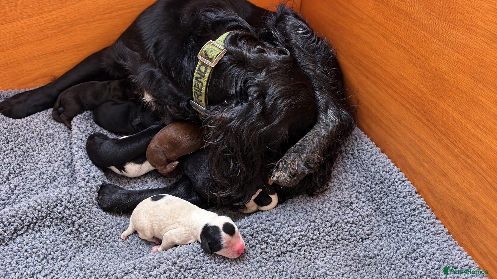 Sprocker dogs 6 beautiful sprocker puppies - Advert 1