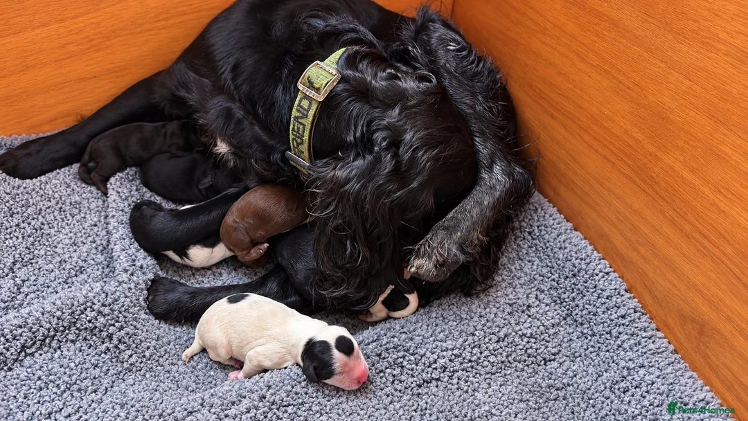 Sprocker dogs for sale: 6 beautiful sprocker puppies - Advert 1
