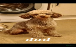 Labradoodle dogs for sale: ✨️Miniture Labradoodles✨️ - Image 9