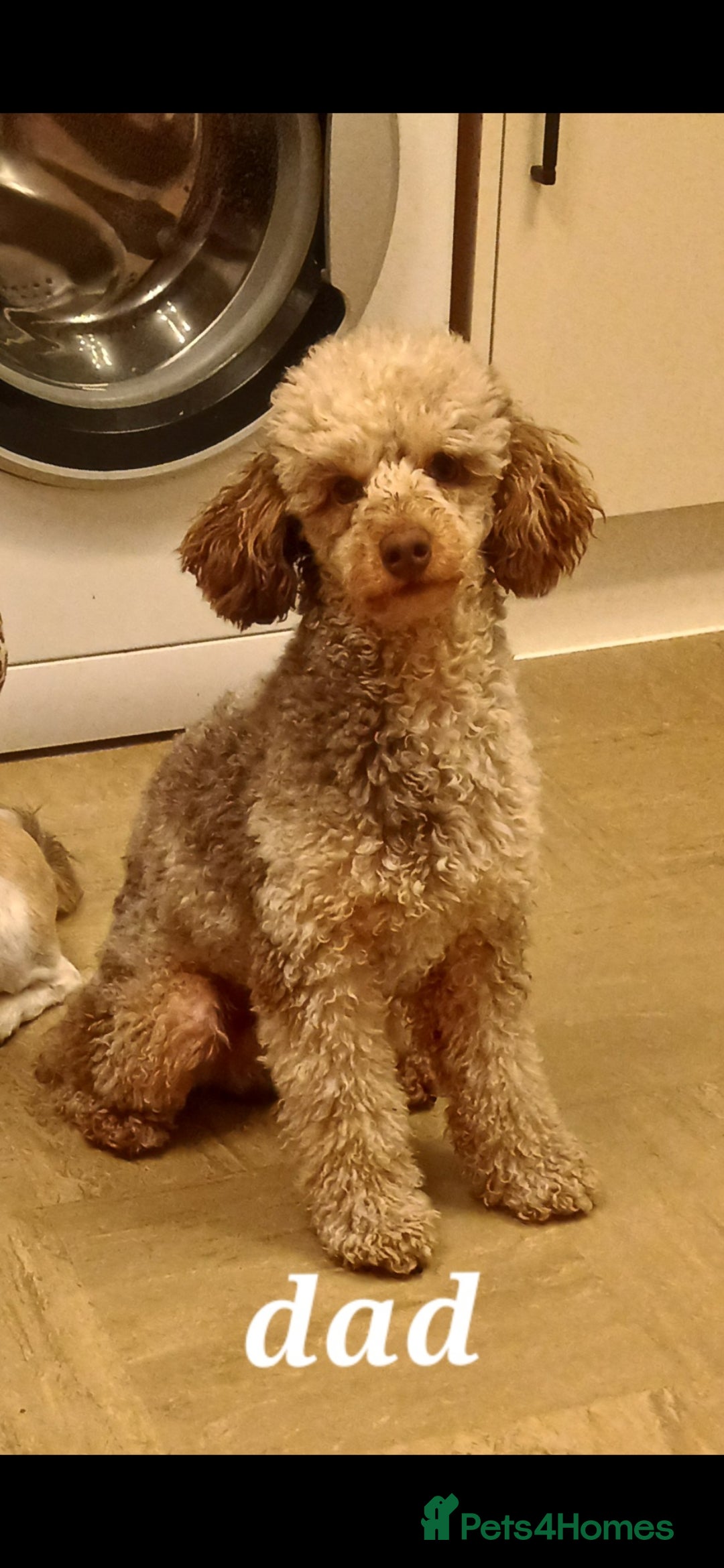 Labradoodle dogs for sale: ✨️Miniture Labradoodles✨️ - Image 9