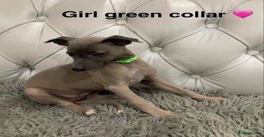 Mixed Breed dogs Italian greyhound  - Advert 2