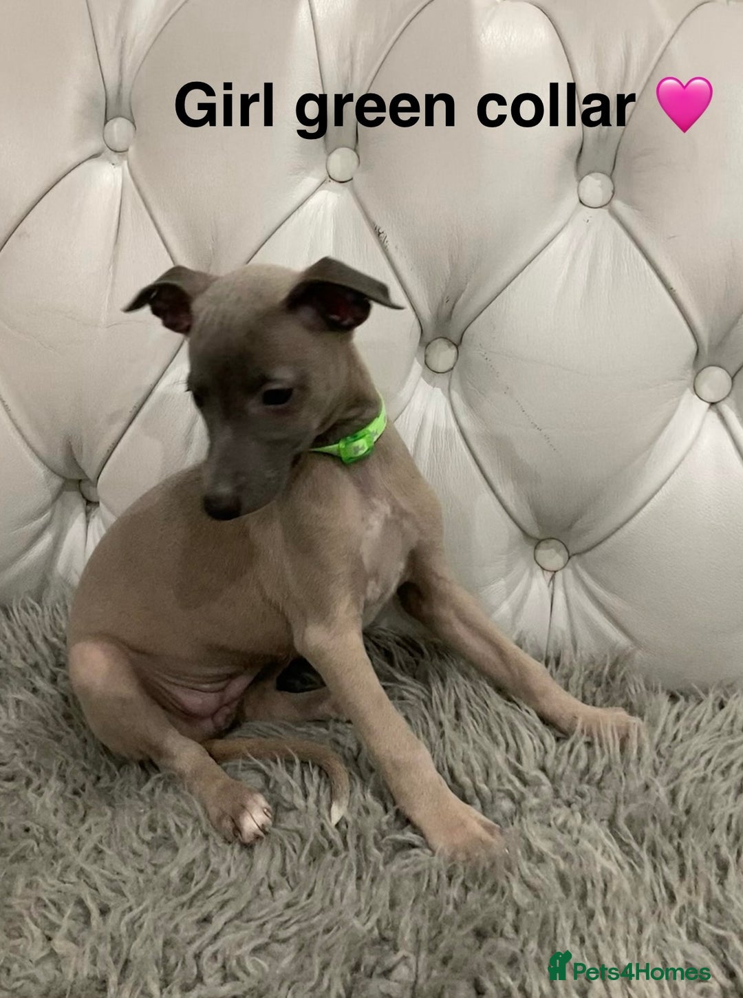 Mixed Breed dogs for sale: Italian greyhound  - Advert 3