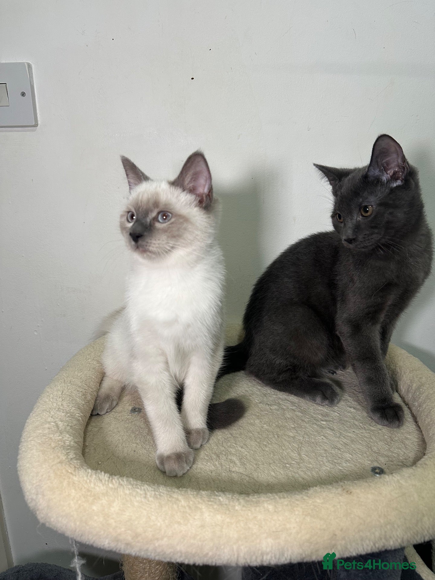 Ragdoll cats Adorable Ragdoll BSH kittens - Advert 6