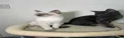 Ragdoll cats for sale: Adorable Ragdoll BSH kittens - Advert 1