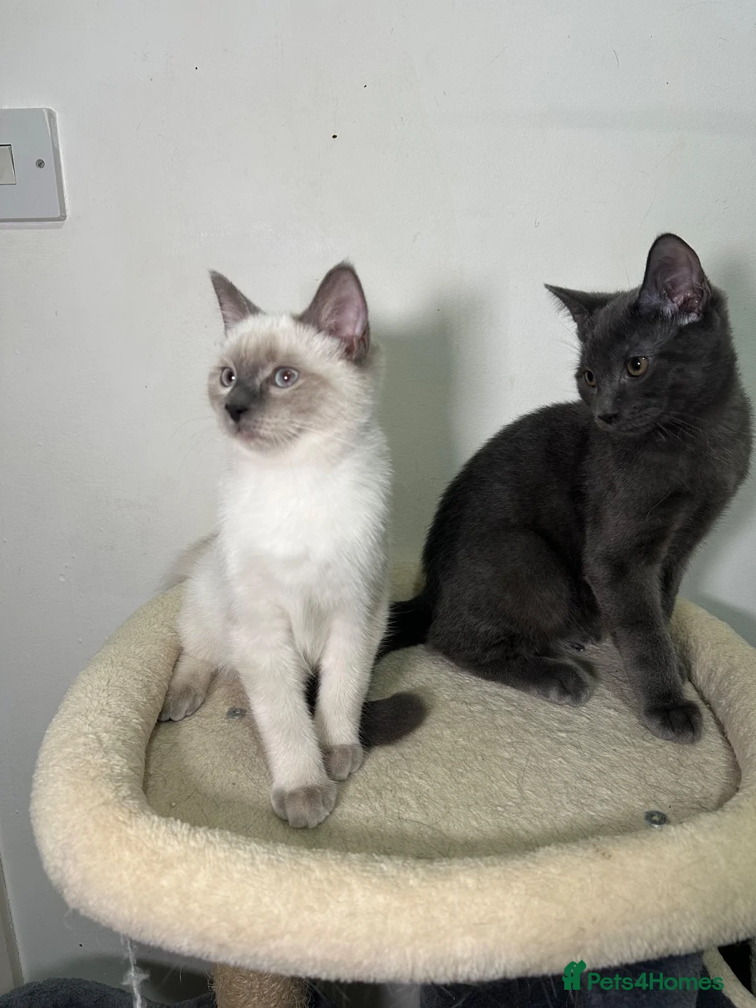 Ragdoll cats for sale: Adorable Ragdoll BSH kittens - Advert 1