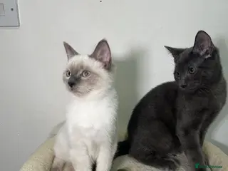 Ragdoll cats Adorable Ragdoll BSH kittens - Advert 6