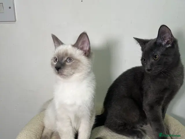 Ragdoll cats Adorable Ragdoll BSH kittens - Advert 7