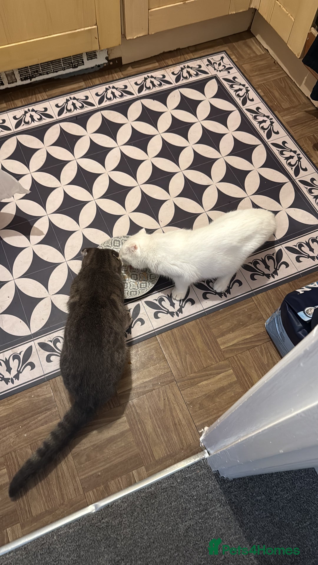 Scottish Fold cats for sale: 3 purring lovebugs - Image 7