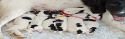 English Springer Spaniel dogs for sale: 8 Springer Spaniel Puppies 7 Weeks Black & White  - Advert 4