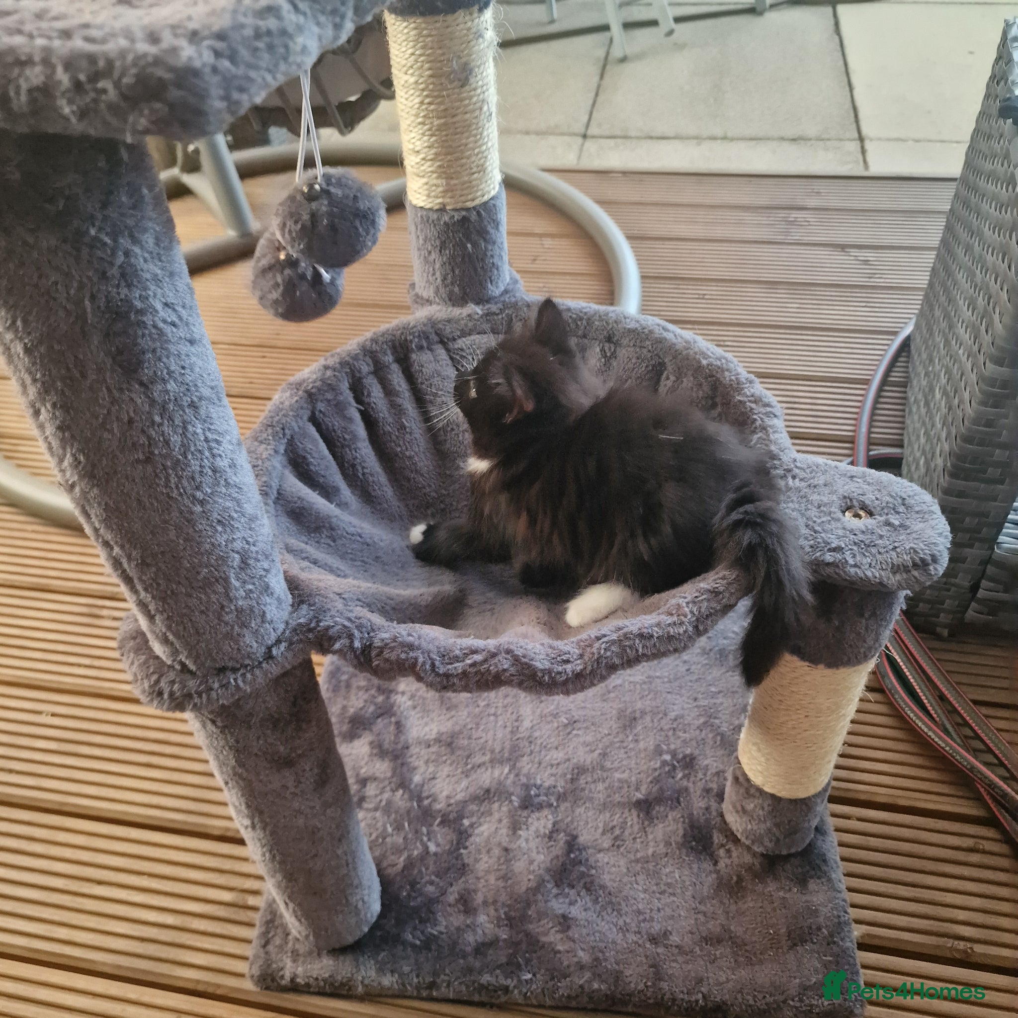 Mixed Breed cats Beautiful Kittens Looking for Loving Homes - Advert 5