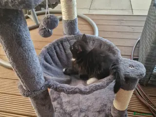 Mixed Breed cats Beautiful Kittens Looking for Loving Homes - Advert 5