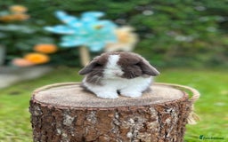 Mini Lop rabbits for sale: ⭐️ FRIENDLY PUREBRED MINI LOP BUNNIES ⭐️ - Image 2