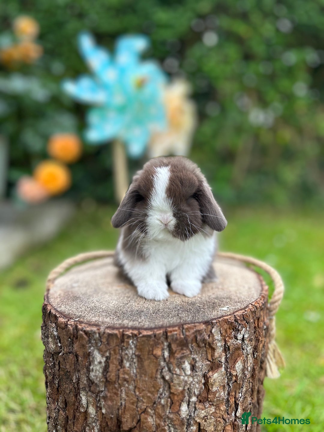 Mini Lop rabbits for sale: ⭐️ FRIENDLY PUREBRED MINI LOP BUNNIES ⭐️ - Image 2