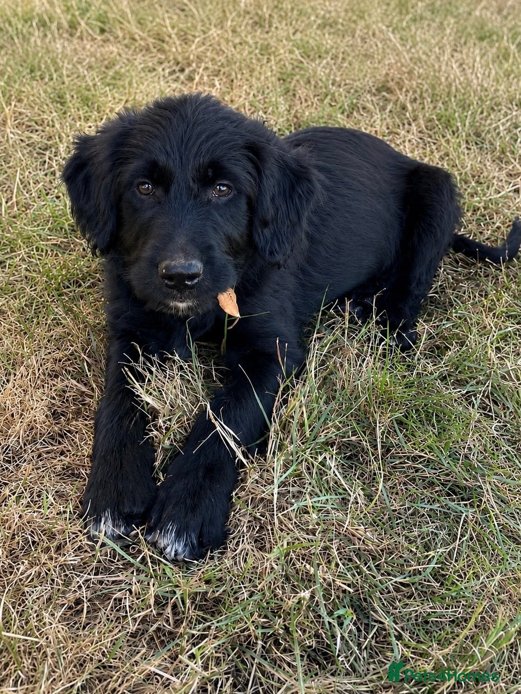 Bordoodle dogs Bordoodle Puppies Last Remaining Two ⭐ - Advert 16