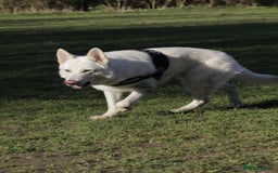German Shepherd dogs for sale: White german sheperd  - Image 8