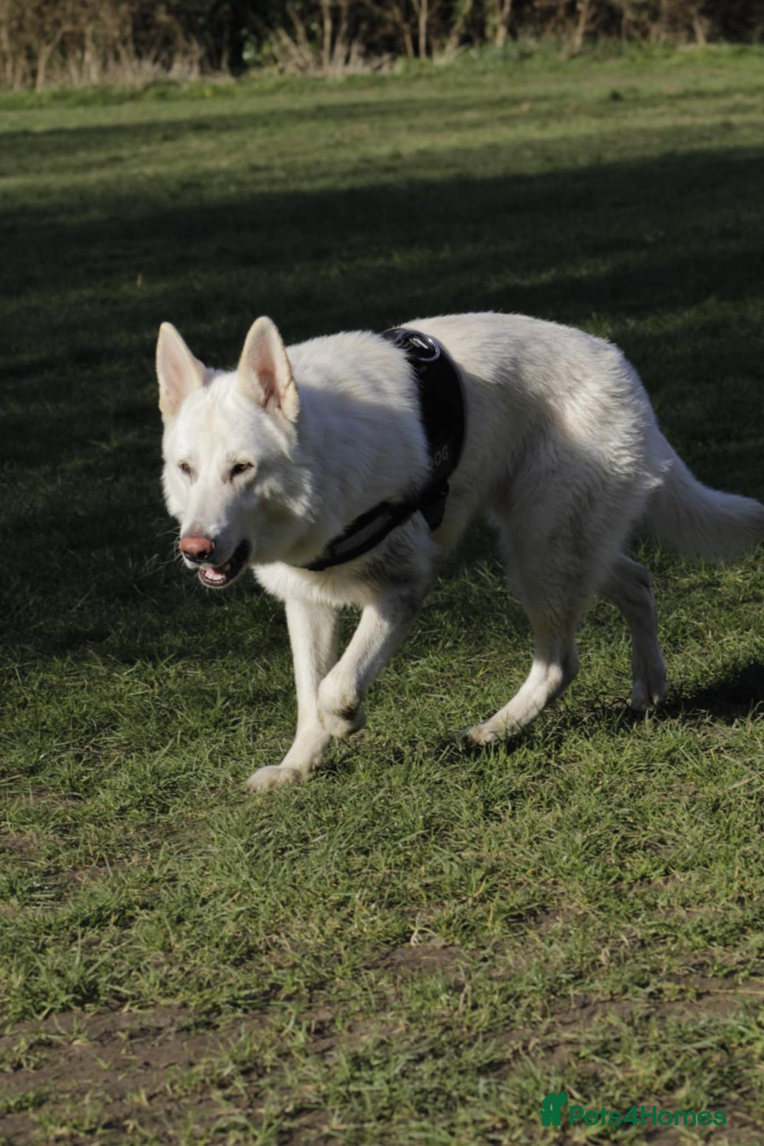 German Shepherd dogs for sale: White german sheperd  - Image 8