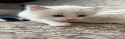 Ragdoll cats for sale: 🐾 Stunning Male Ragdoll Kitten Available 🐾 - Advert 9
