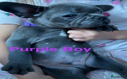 French Bulldog dogs for sale: Solid Blue French Bulldog  - Image 21