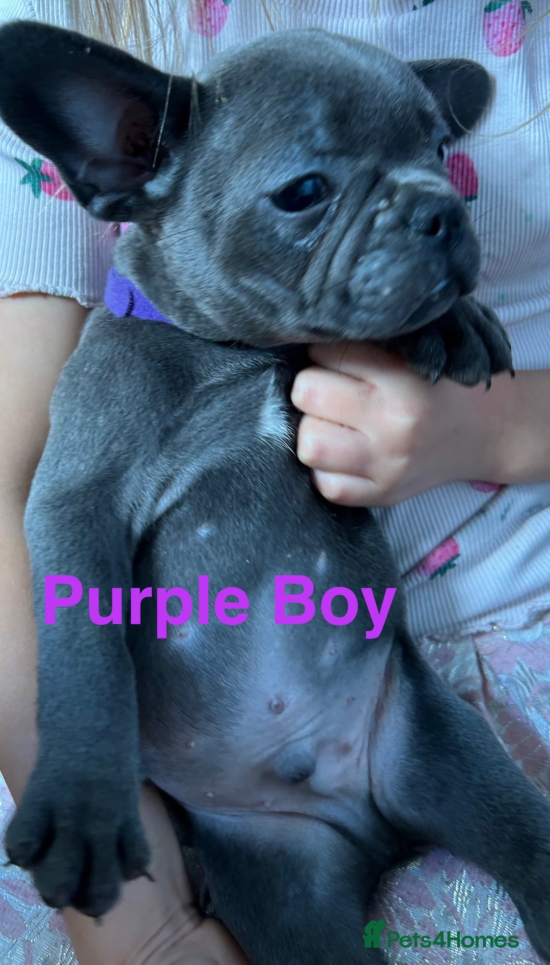 French Bulldog dogs for sale: Solid Blue French Bulldog  - Image 21