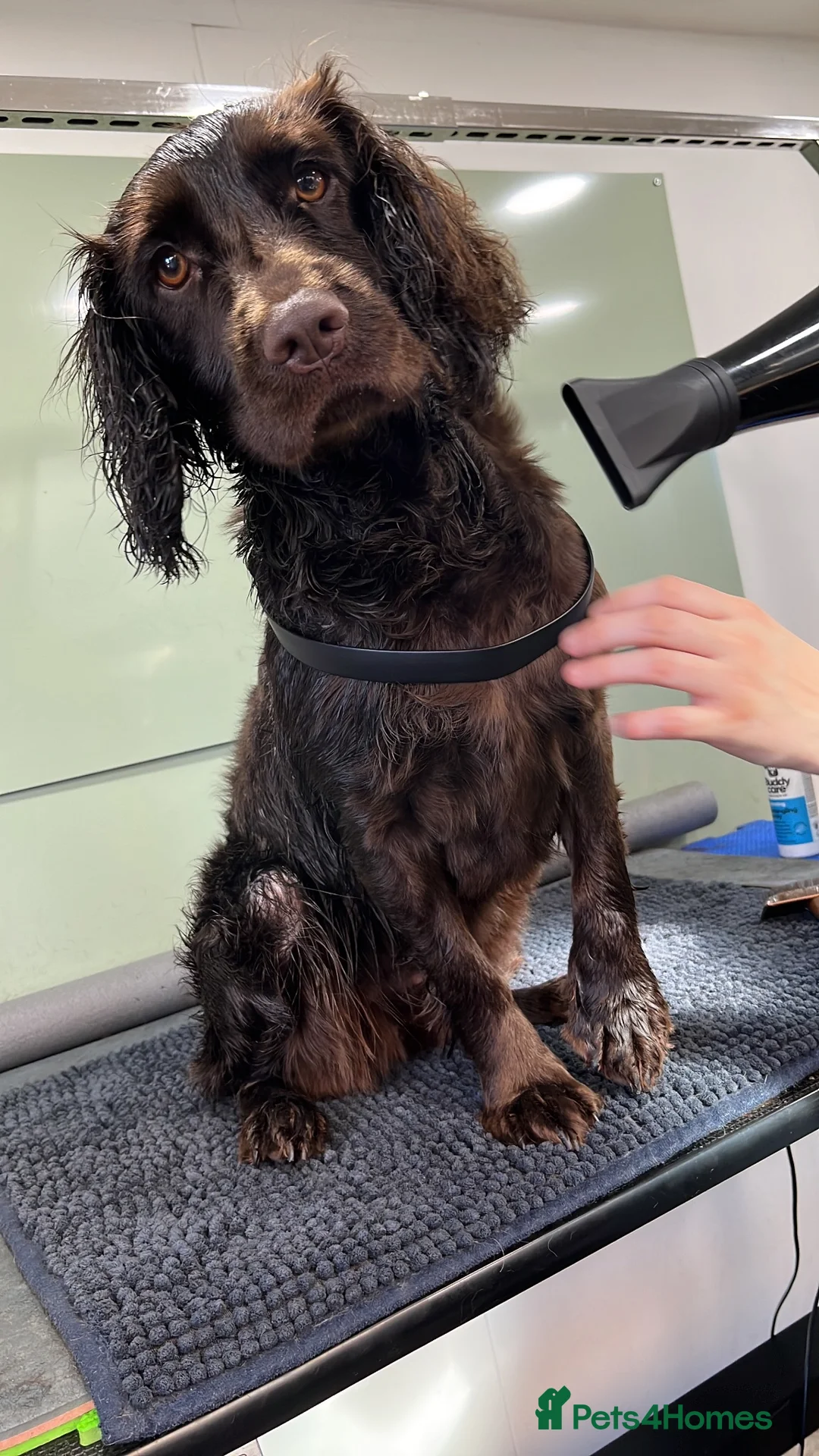 Cocker Spaniel dogs for sale: Female cocker spaniel  in Dover - Advert 2