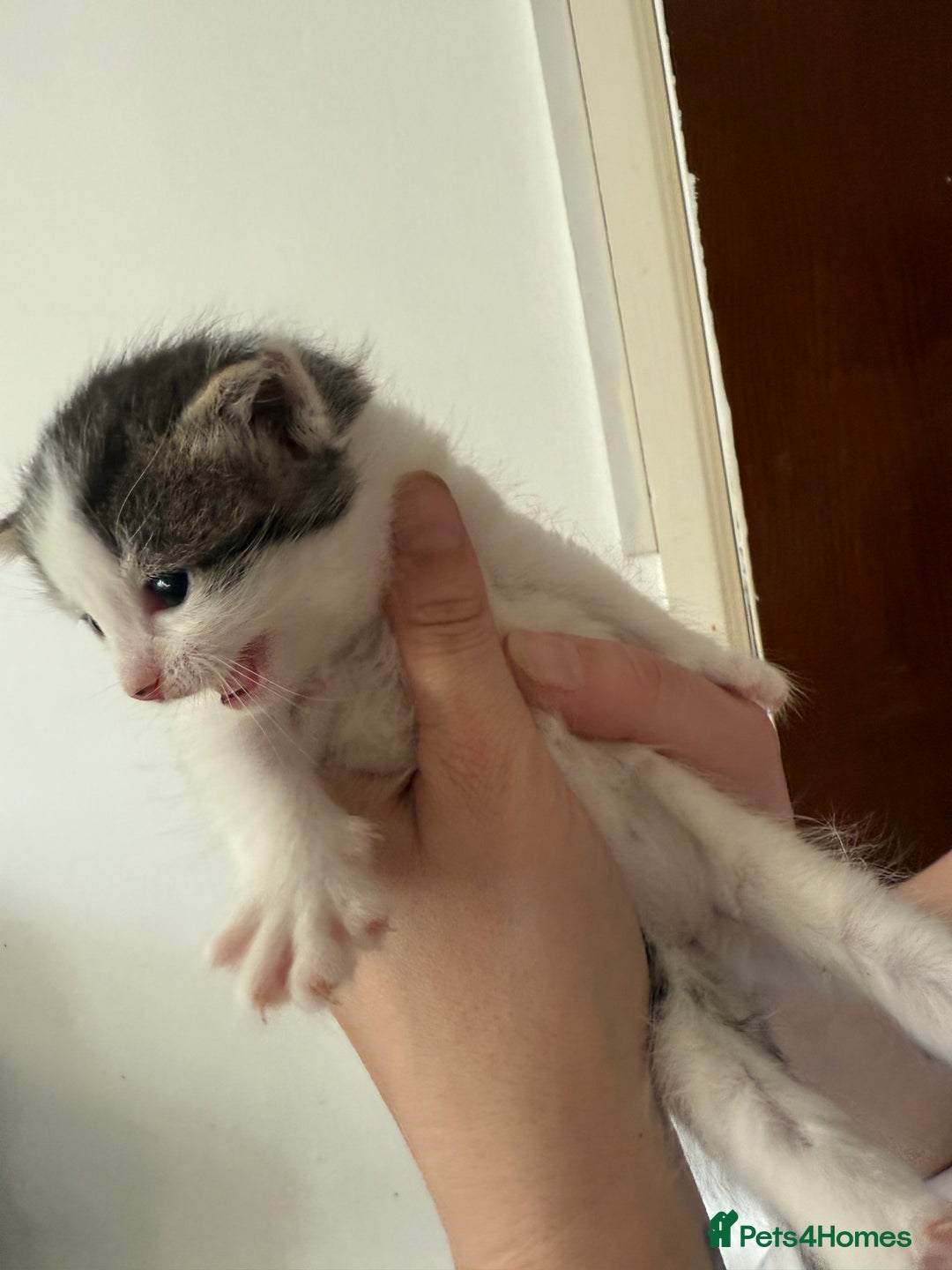Mixed Breed cats for sale: KITTENS READY TO LEAVE 7/12 - Advert 6