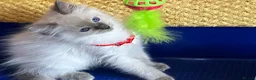Ragdoll cats for sale: GCCF Сhampion Bloodline Ragdoll 5 GenPedigree 🏆🌟 - Advert 1