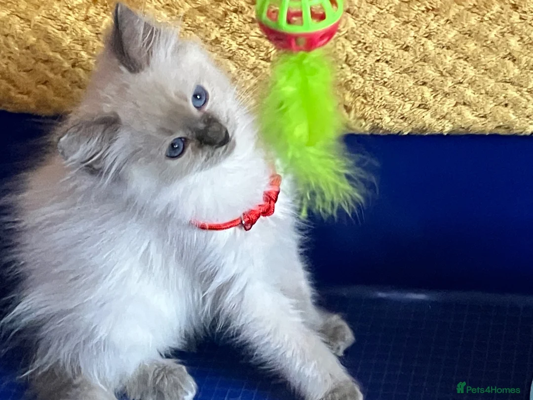 Ragdoll cats for sale: GCCF Сhampion Bloodline Ragdoll 5 GenPedigree 🏆🌟 - Advert 1