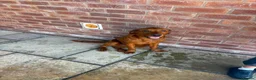 Labrador Retriever dogs for sale: Fox Red Lab For Sale in Middlewich - Advert 7