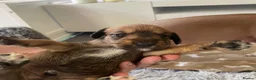 Mixed Breed dogs for sale: Iggypoo pups - the perfect dog - Advert 20