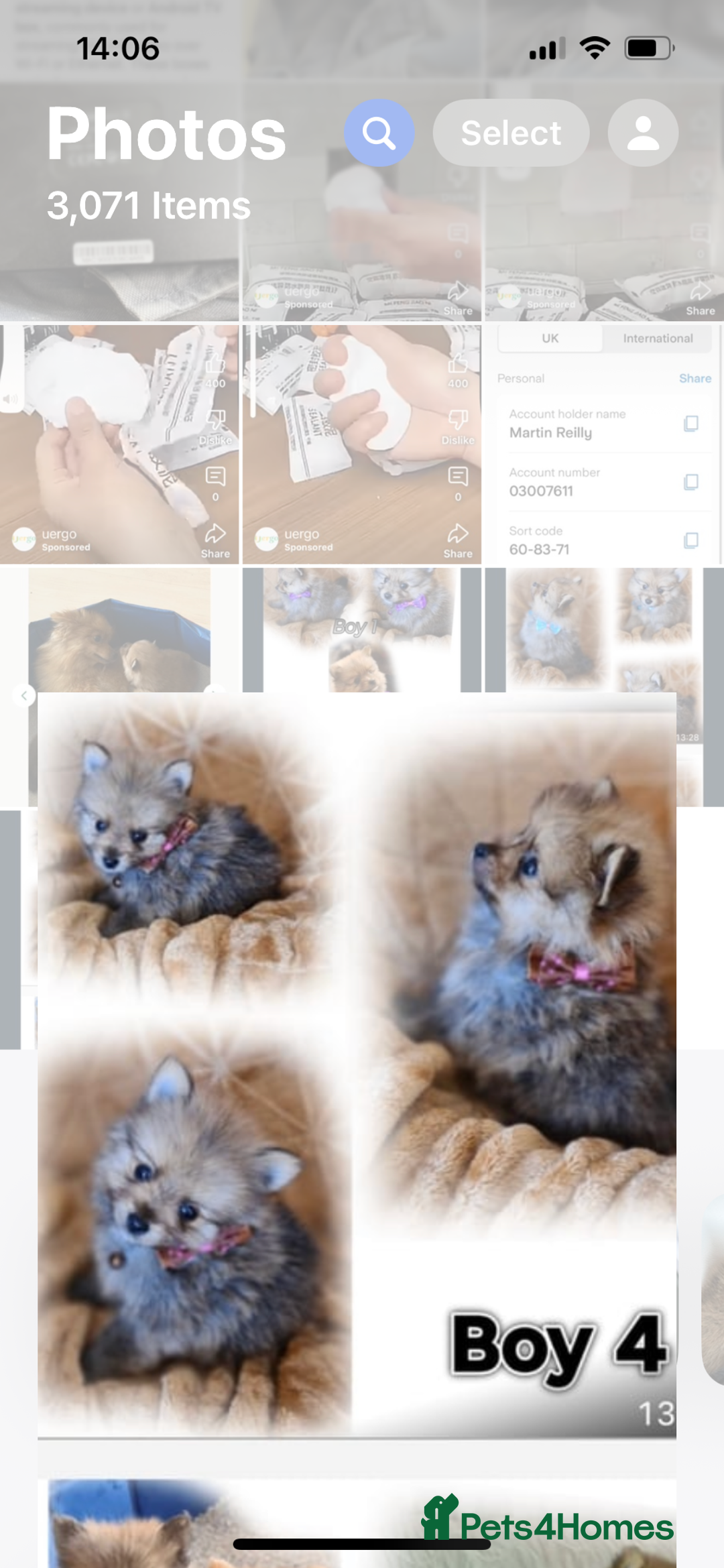 Pomeranian dogs for sale: Pomeranian. Full breed miniature puppies  - Image 6