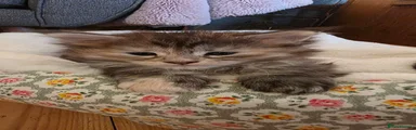 Maine Coon 1 princess leah
