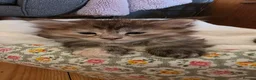 Maine Coon cats for sale: 3 beautiful maincoon kittens  - Advert 23