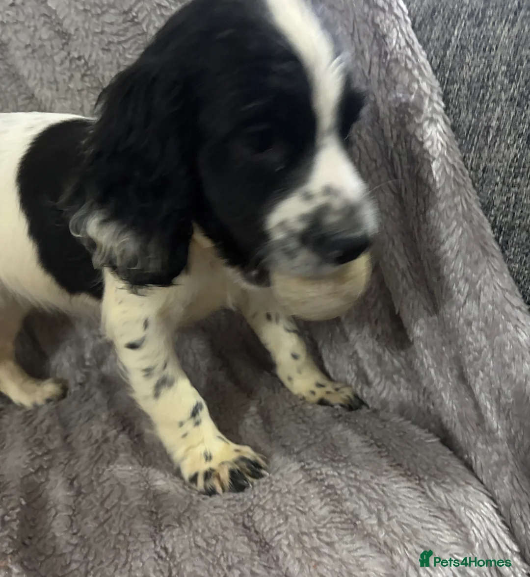 Cocker Spaniel dogs for sale: Working cocker spaniels  - Advert 10