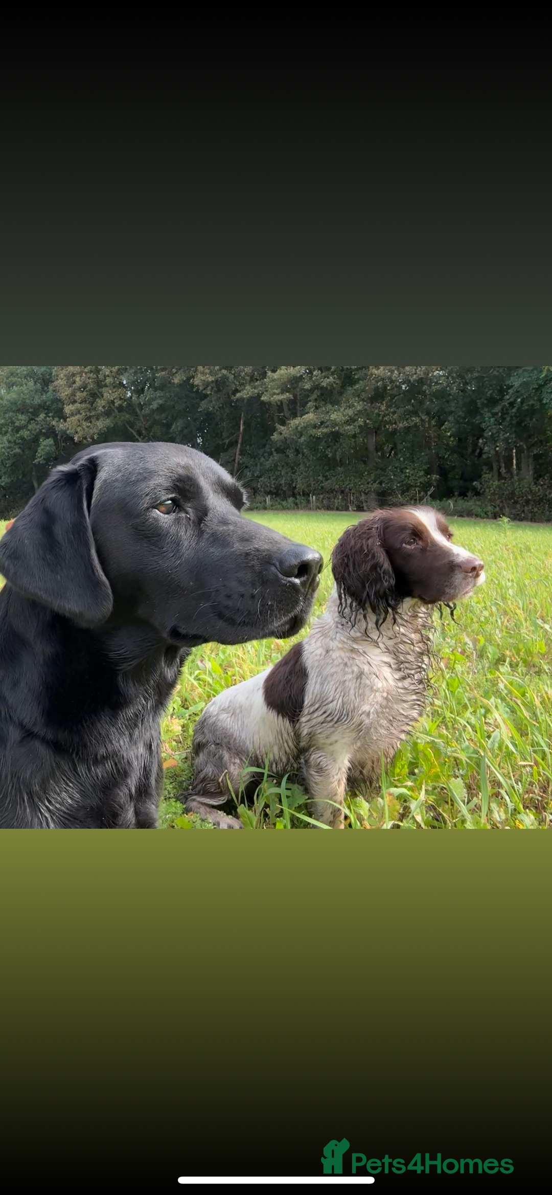 Labrador Retriever dogs for sale: Quality pedigreed Labradors for sale  - Image 16