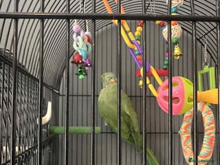 Parakeets birds Green Male Indian ring neck - Advert 15