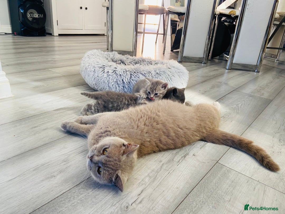 British Shorthair cats for sale: 🌟 Adorable Kittens 🌟 - Image 10