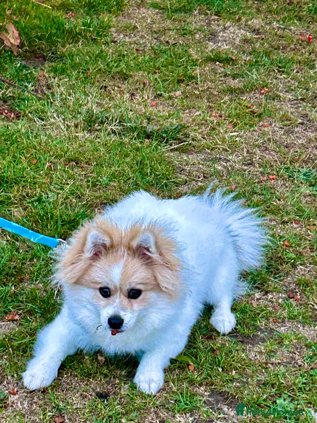 Pomeranian dogs for sale: 🐶 🐾  Adorable Purebred Pomeranian Boy  🐾  🐶 - Image 8