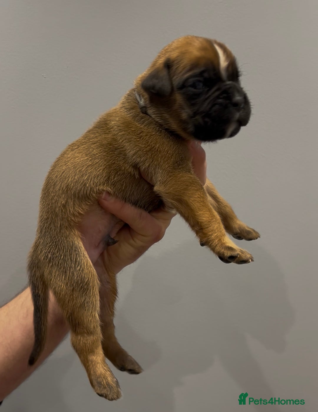 Boxer dogs for sale: 9 Beautiful Boxer Puppies - Pet Only  - Advert 9