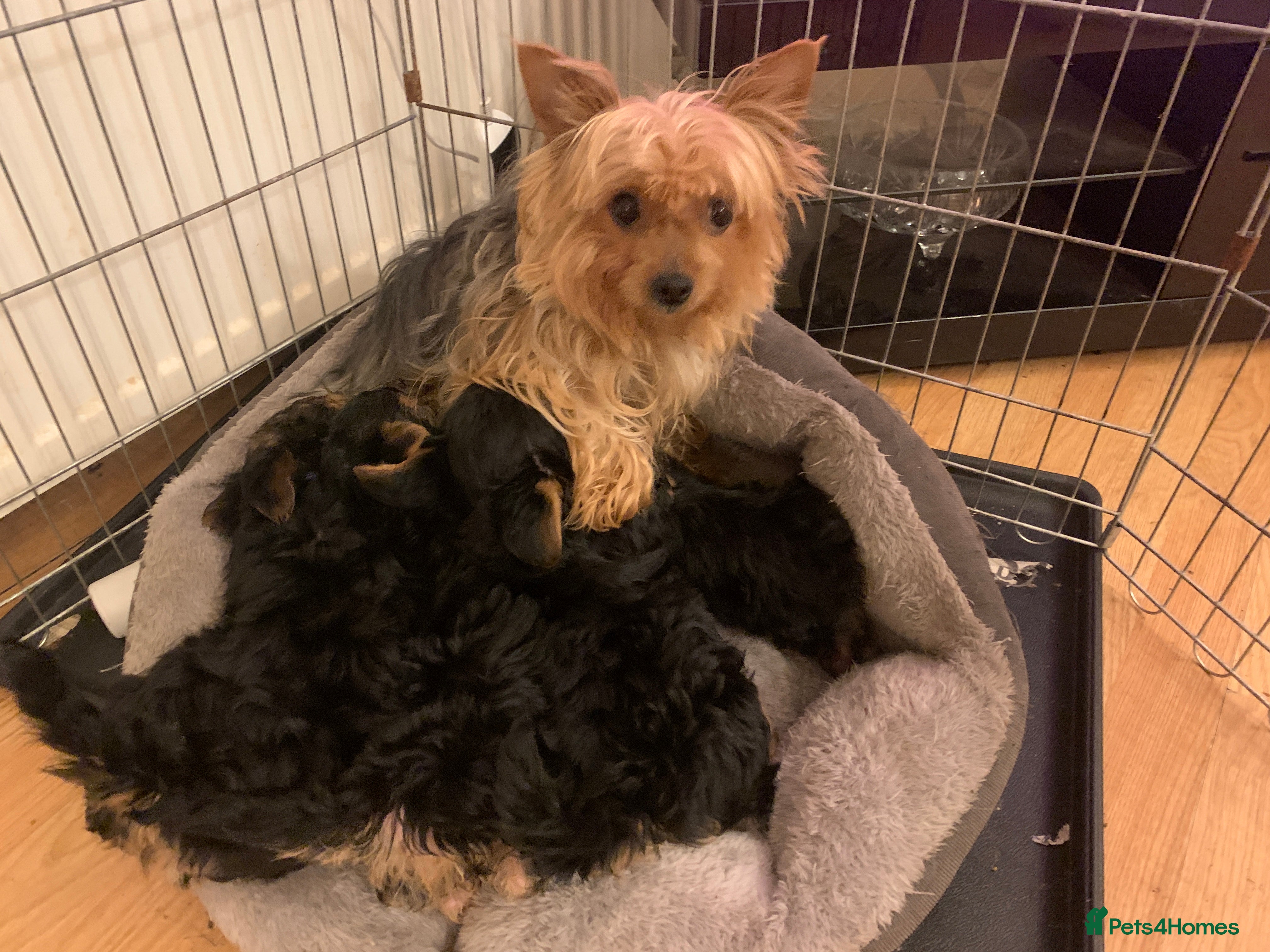 Yorkshire Terrier dogs Beautiful Yorkie Puppies - Advert 8